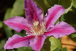 ピンクのクレマチス